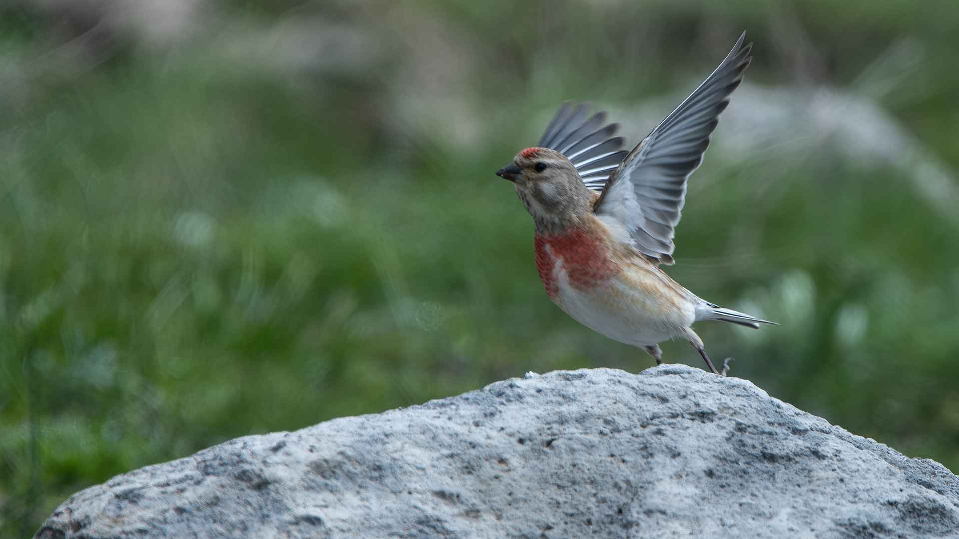 Eurasian Linnet